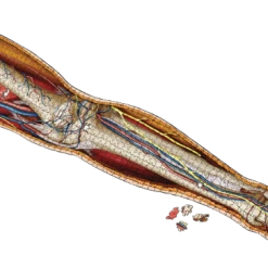 Puzzle - Genius Games - Dr Livingston: Human Left Leg (864 Pieces) All Sale Items